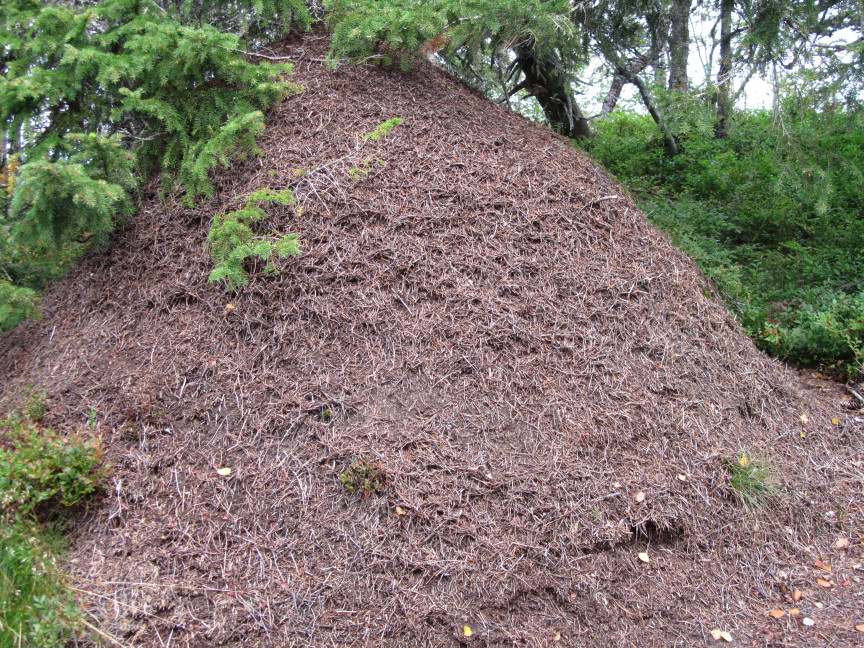 Der größte Ameisenhaufen bisher - circa zwei Meter hoch