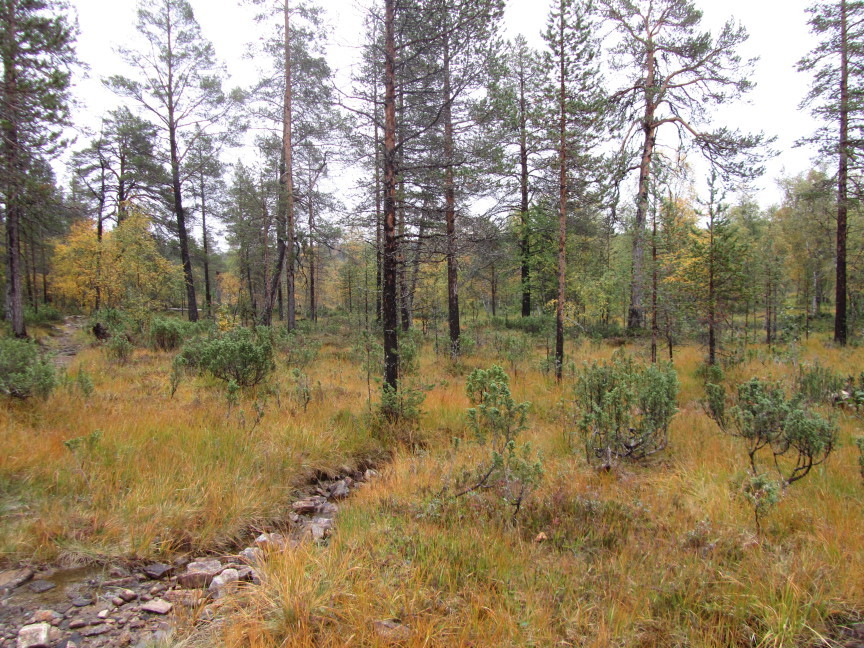 Urho Kekkonen Nationalpark - endlich wieder Wald